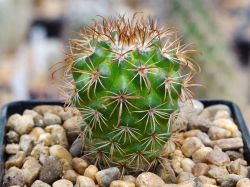 Parodia multicostata FR 733
