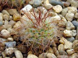 Parodia rauschii VG 094
