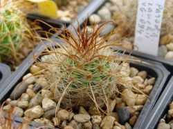 Parodia rauschii VG 094
