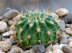 Echinopsis kermesina