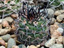Pyrrhocactus bulbocalyx v. marayensis HNS 316