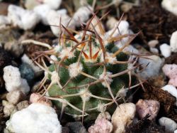 Pyrrhocactus catamarcensis TK 219