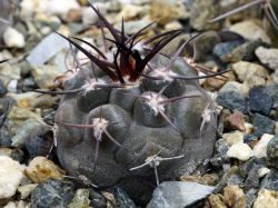 Pyrrhocactus megliolii