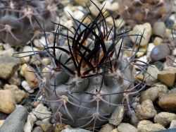 Pyrrhocactus megliolii