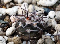 Pyrrhocactus megliolii WR 559