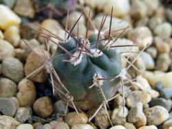 Pyrrhocactus straussianus R 542