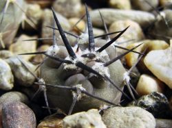 Pyrrhocactus vertongenii HV 355