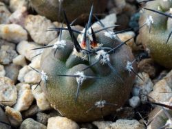 Pyrrhocactus villicumensis VG 1143