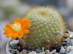 Rebutia archibuiningiana L 404