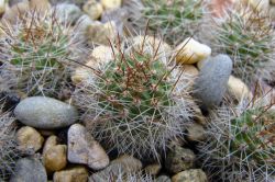 Rebutia fiebrigii FR 83