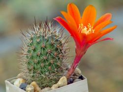 Rebutia fiebrigii FR 83