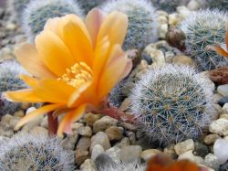 Rebutia kieslingii WR 694