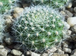 Rebutia senilis VG 1179a