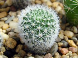 Rebutia narvaecensis