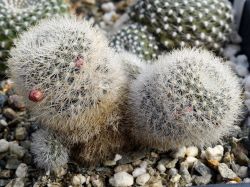 Rebutia narvaecensis