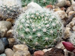 Rebutia senilis VG 1098