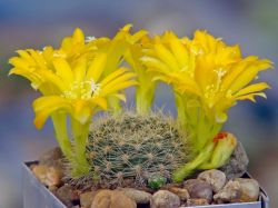 Rebutia senilis v. kesselringiana