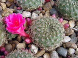 Rebutia violaciflora
