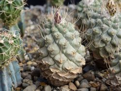 Strombocactus disciformis