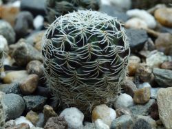 Sulcorebutia alba HS 73a