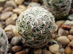 Sulcorebutia alba WR 472