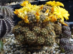 Sulcorebutia candiae