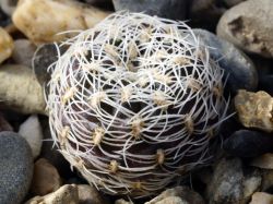Sulcorebutia cardenasiana VS 525