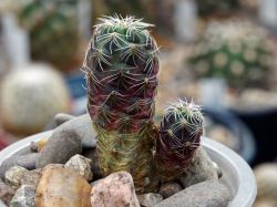 Sulcorebutia christiei JS 433