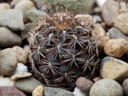 Sulcorebutia confusa LF 422