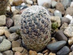 Sulcorebutia crispata LH 1475