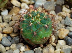 Sulcorebutia frankiana WR 290