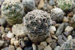 Sulcorebutia glomerispina WR 249