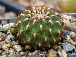 Sulcorebutia heinzii HS 151