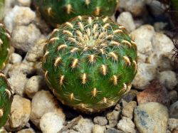 Sulcorebutia heinzii JK 153