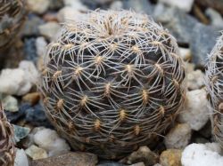 Sulcorebutia krugerae v. hoffmanniana JO 128