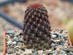 Sulcorebutia krugerae v. hoffmanniana KK 1213