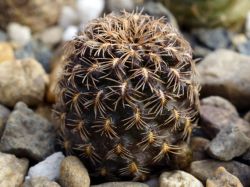 Sulcorebutia krugerae v. hoffmanniana VS 406