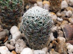Sulcorebutia losenickyana WR 477