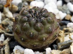 Sulcorebutia mariana HS 15
