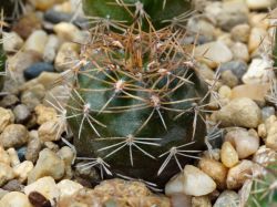 Sulcorebutia menesesii M 196