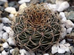 Sulcorebutia menesesii M 196