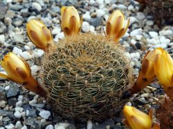 Sulcorebutia menesesii WR 603