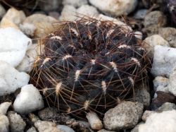 Sulcorebutia pampagrandensis VS 374