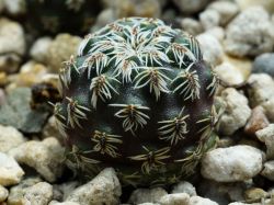 Sulcorebutia pedroensis HS 76A