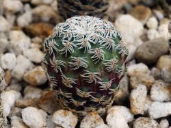 Sulcorebutia pedroensis HS 76