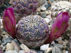 Sulcorebutia pulchra HS 78