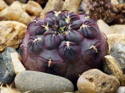 Sulcorebutia pulchra v. albiareolata VS 463