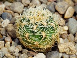 Sulcorebutia purpurea HS 68
