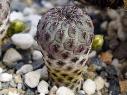 Sulcorebutia rauschii