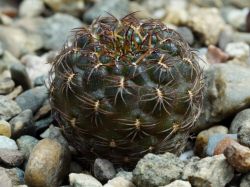 Sulcorebutia santiaginiensis VS 353